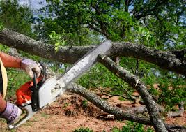 Lawn Renovation and Restoration in Monroe, NC