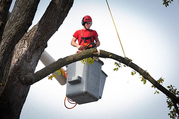 Professional Tree Services in Monroe, NC