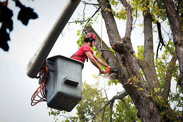 Best Fruit Tree Pruning  in Monroe, NC